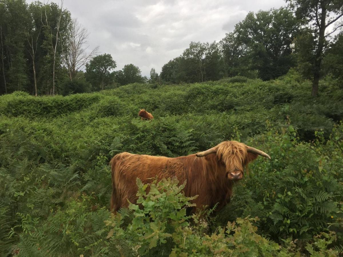 Bed and Breakfast Aan De Molenberg Broekhuizen  Zewnętrze zdjęcie